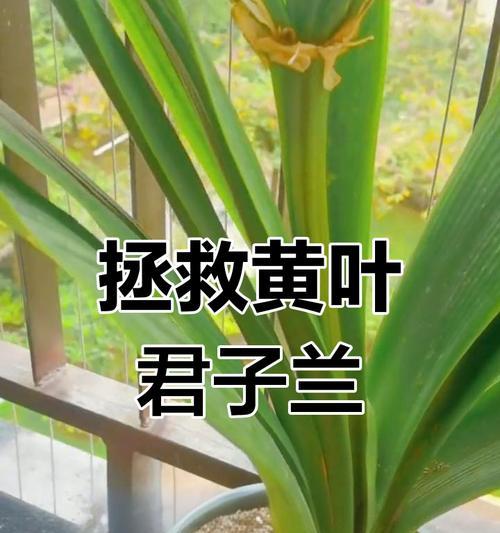 君子兰叶子腐烂可能是哪些原因造成的？