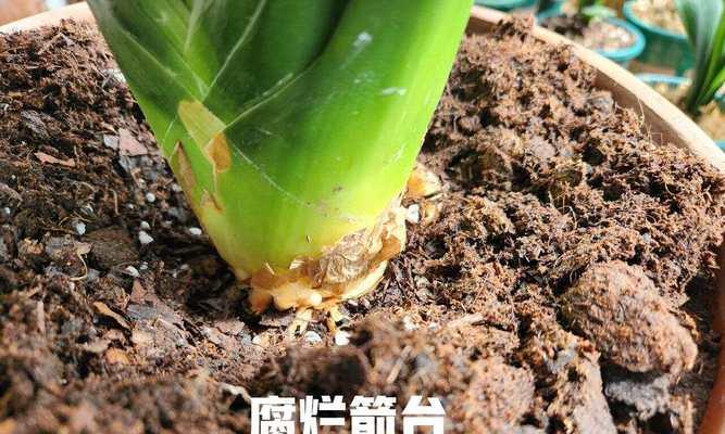 君子兰叶子腐烂可能是哪些原因造成的？