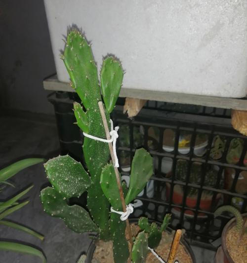 仙人掌盆栽为何会开出大量花朵？