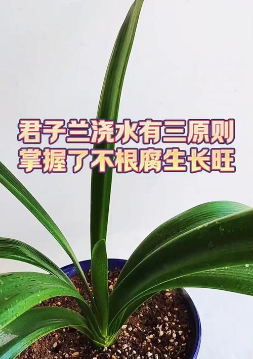 君子兰喷洒啤酒是否有益以及如何正确浇水？