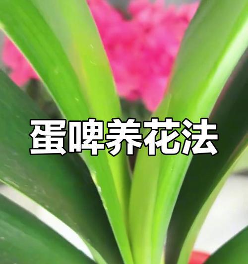君子兰喷洒啤酒是否有益以及如何正确浇水？