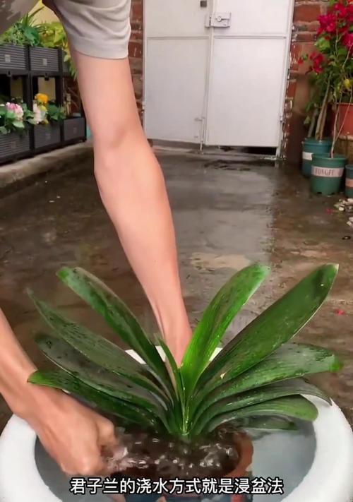 君子兰喷洒啤酒是否有益以及如何正确浇水？
