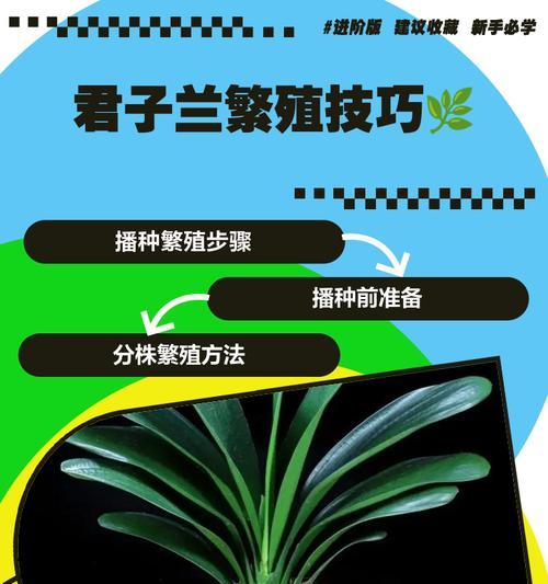 君子兰种球的种植方法有哪些？