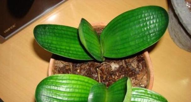 君子兰种球的种植方法有哪些？