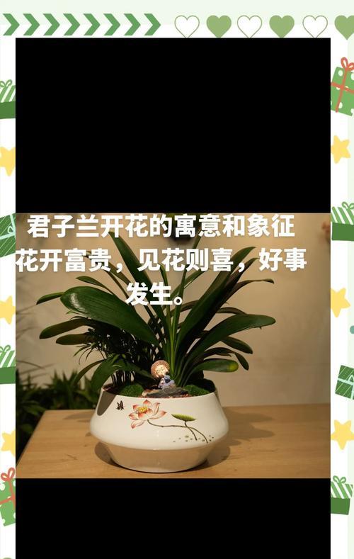 君子兰有十四个花苞时应如何养护？