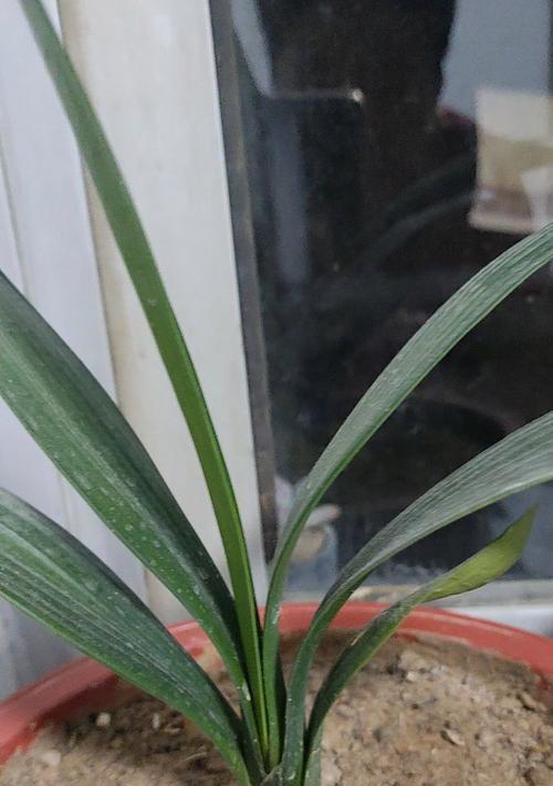花园中君子兰小苗的正确养护方法是什么？