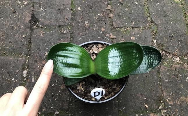 花园中君子兰小苗的正确养护方法是什么？
