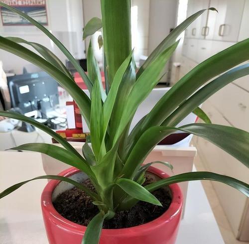 花园中君子兰小苗的正确养护方法是什么？