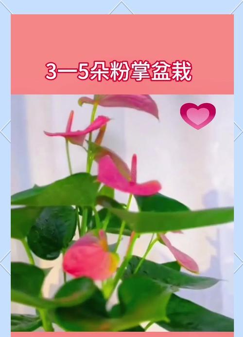 如何妥善养护看起来草率的玫瑰花？