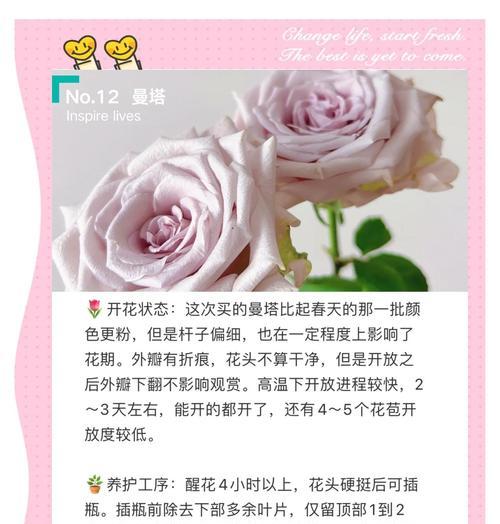 如何妥善养护看起来草率的玫瑰花？