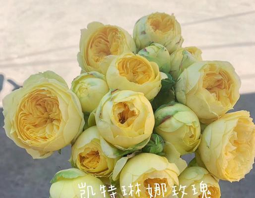 如何妥善养护看起来草率的玫瑰花？
