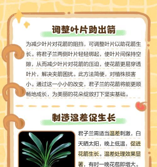 新购买的君子兰如何处理才能顺利开花？