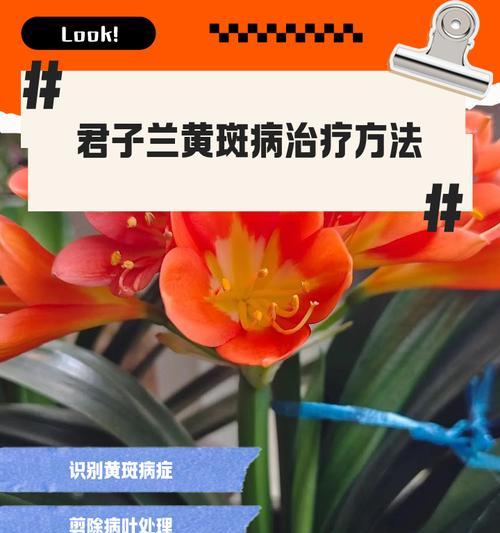 君子兰出现斑点可能是哪些原因造成的？
