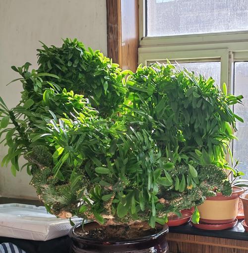 银麒麟仙人掌的养殖方法有哪些？