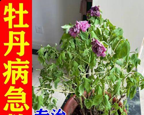 牡丹花枯萎的原因是什么？