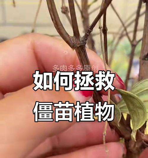 牡丹花枯萎的原因是什么？