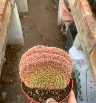 哪些品种适合种植仙人球花？