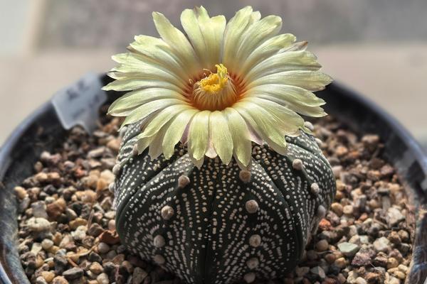 哪些品种适合种植仙人球花？