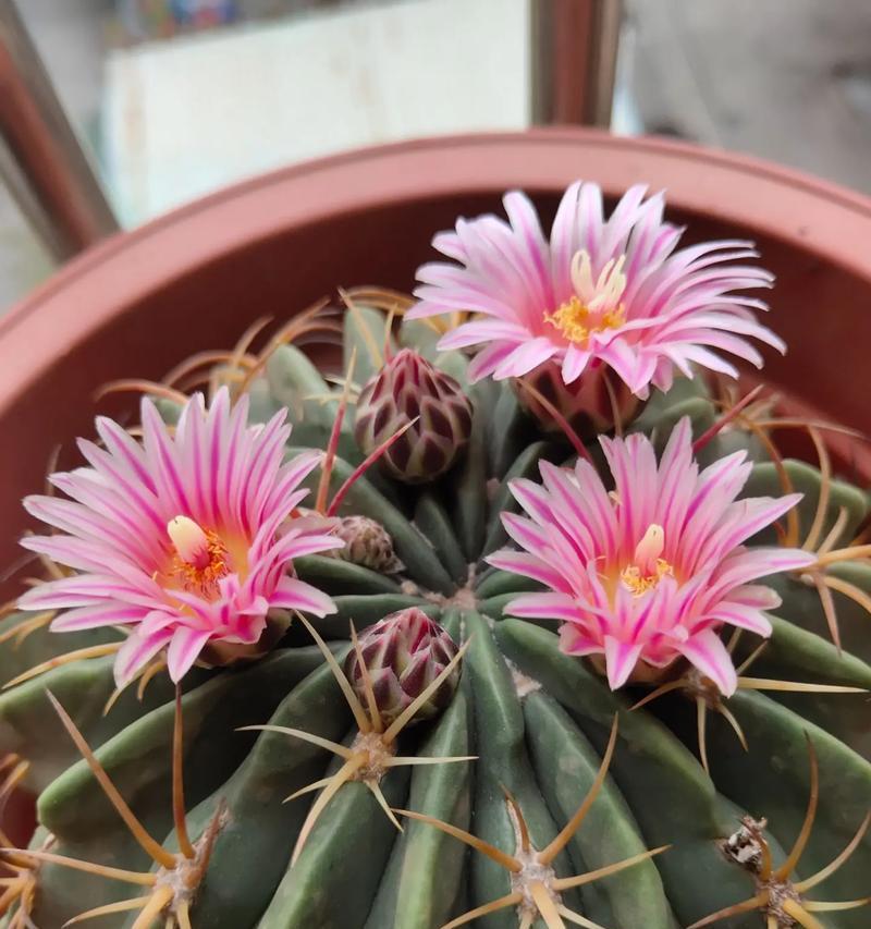 哪些品种适合种植仙人球花？