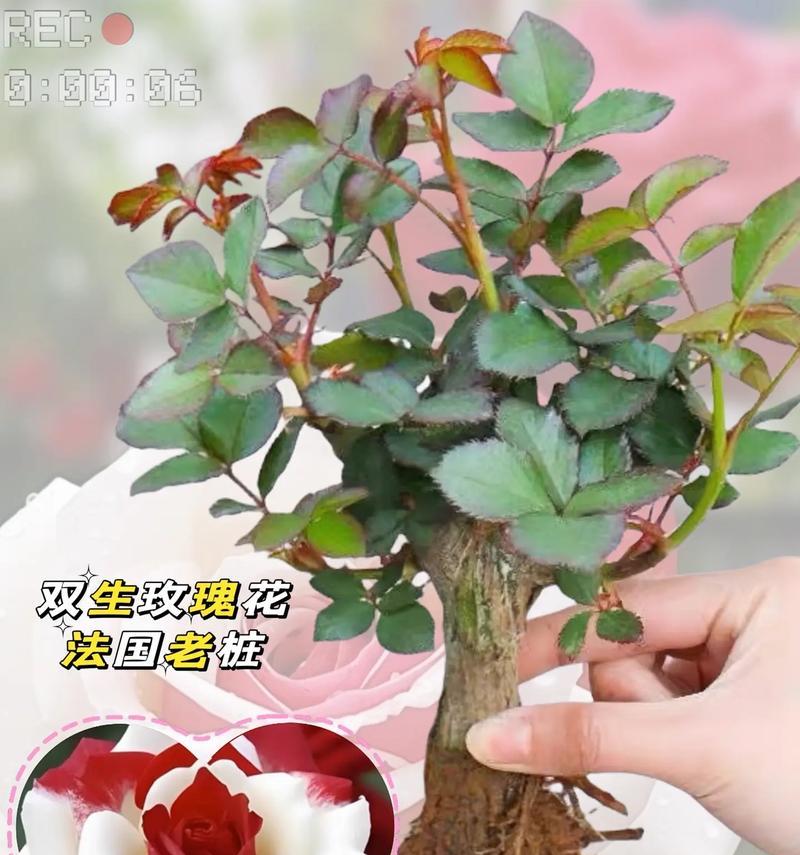 哪些玫瑰花品种比较肥硕？