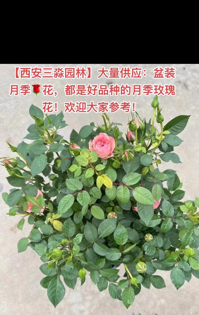 哪些玫瑰花品种比较肥硕？