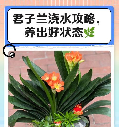 君子兰苗的养护和浇水方法是什么？