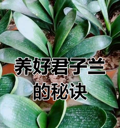 君子兰苗的养护和浇水方法是什么？