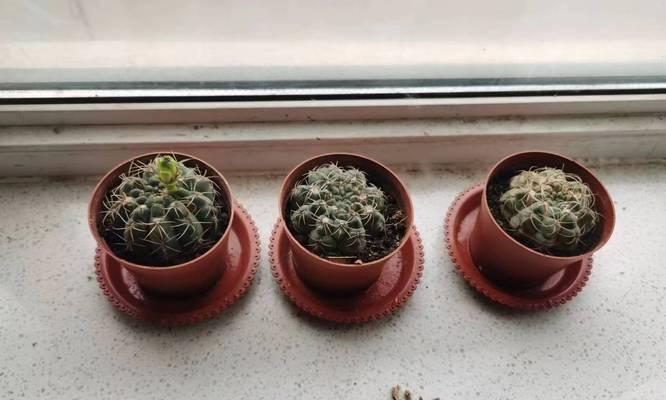 竹炭土种植仙人球的方法是什么？