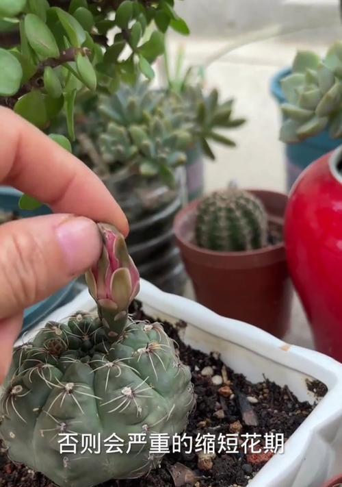 竹炭土种植仙人球的方法是什么？