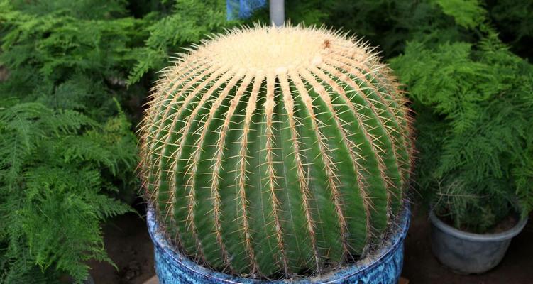 竹炭土种植仙人球的方法是什么？