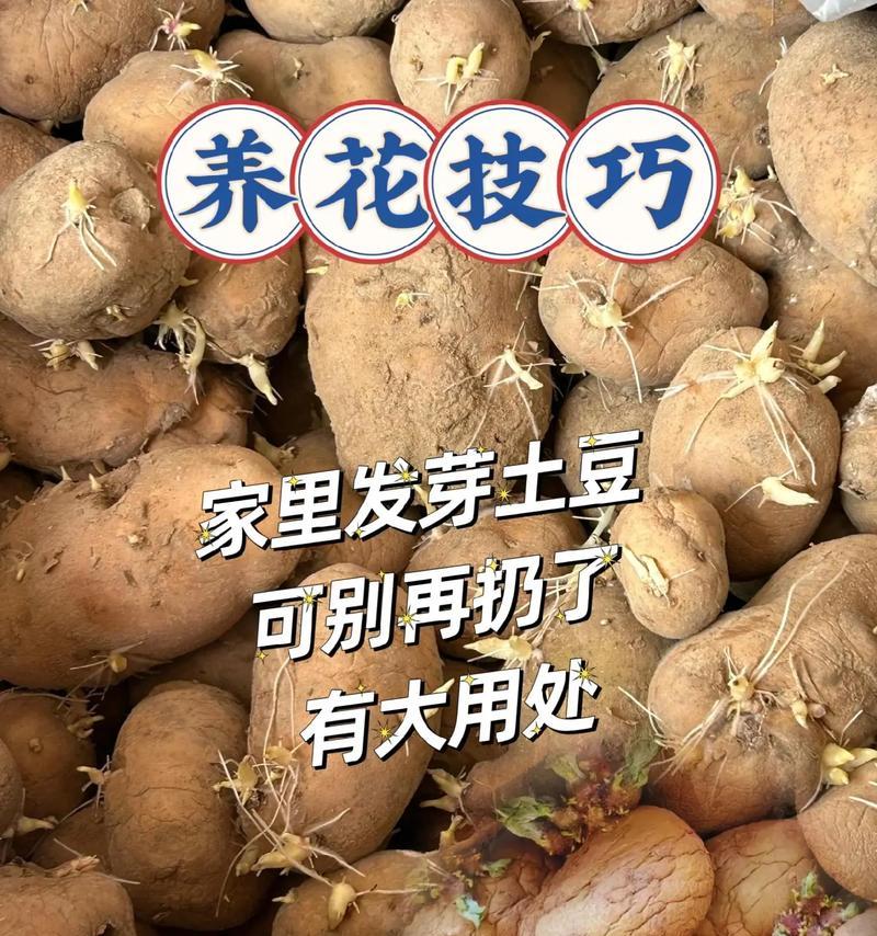 土豆玫瑰花的种植方法是什么？