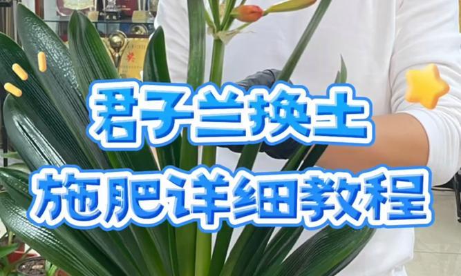 君子兰底层叶子化水的处理方法是什么？
