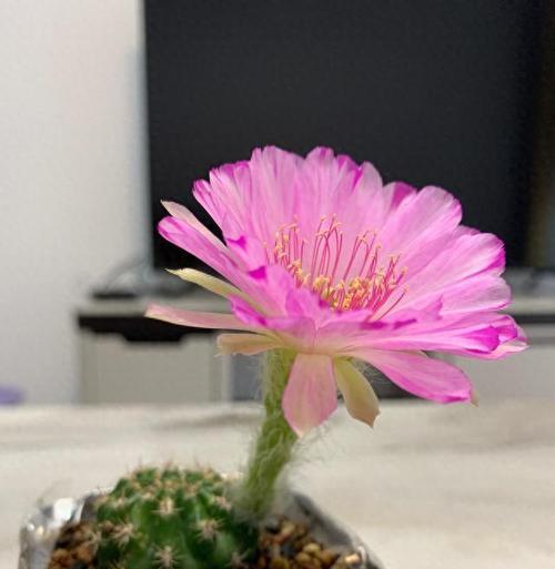 仙人球转方向后能开花吗？
