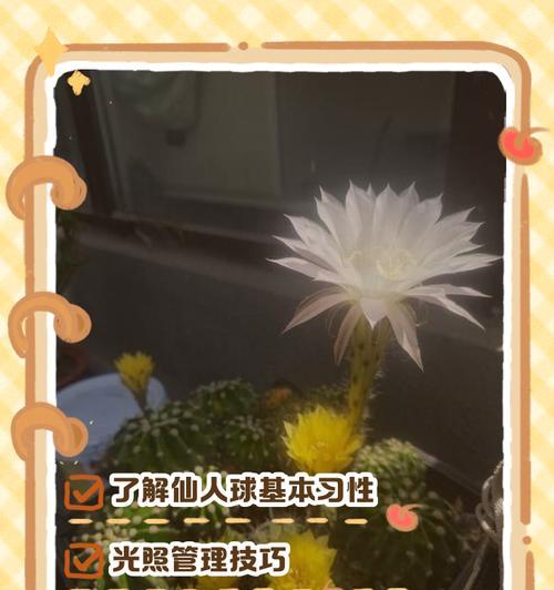 孔雀石仙人掌的养殖方法是什么？
