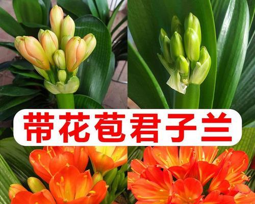君子兰花苞的制作方法是什么？