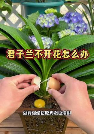 君子兰花苞的制作方法是什么？