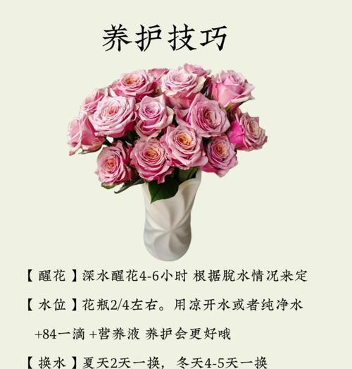 花种玫瑰花的养护技巧是什么？