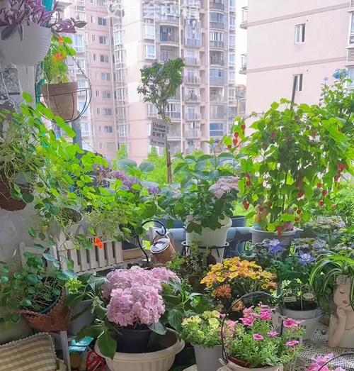 露台适合种植哪些花草品种？