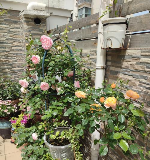 露台适合种植哪些花草品种？
