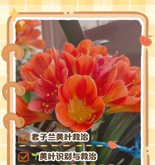 君子兰尖发黄干枯是什么原因？如何有效解决？