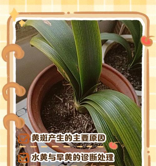 君子兰尖发黄干枯是什么原因？如何有效解决？