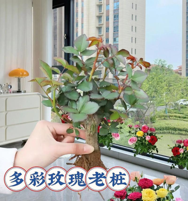 盆景玫瑰花的养殖方法有哪些？需要注意什么？
