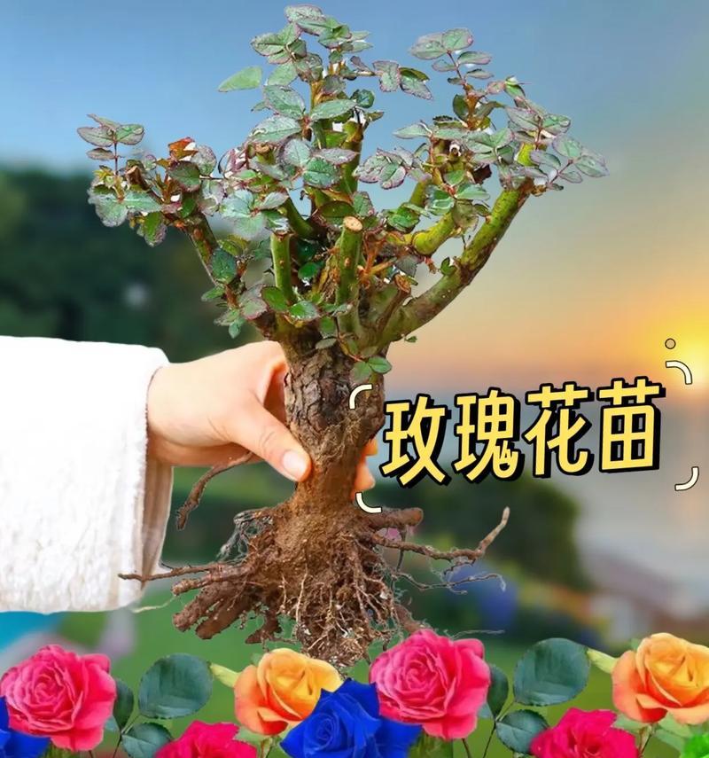 盆景玫瑰花的养殖方法有哪些？需要注意什么？