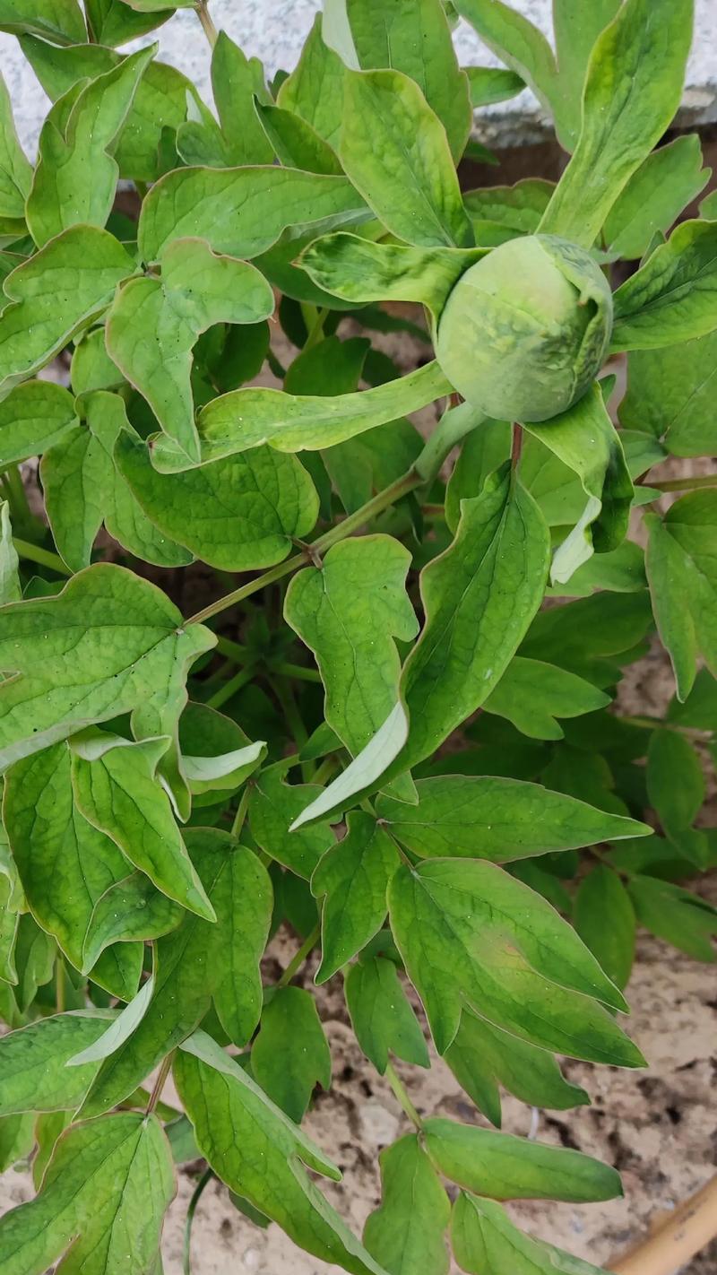 牡丹花种植技巧是什么？如何保证其良好生长？