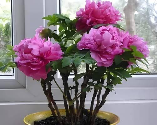 牡丹花种植技巧是什么？如何保证其良好生长？
