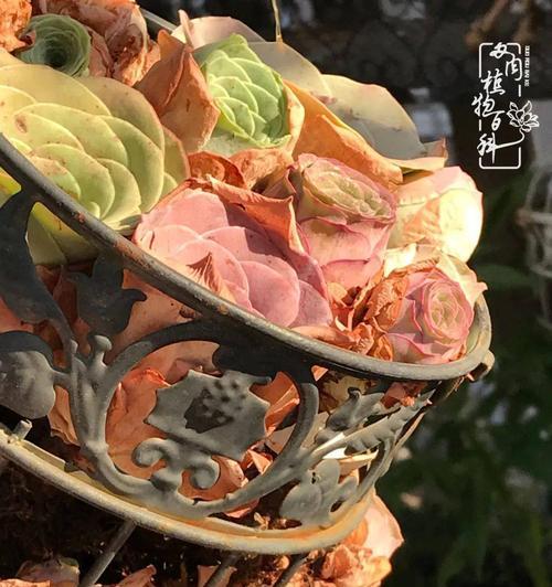 大螃蟹玫瑰花养殖需要注意哪些问题？