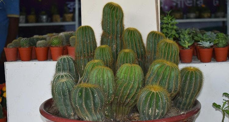 仙人掌搭配盆栽好吗？如何正确养护？