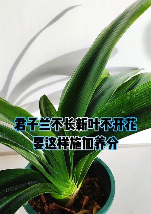 君子兰外面叶子能剪吗？正确的修剪方法是什么？