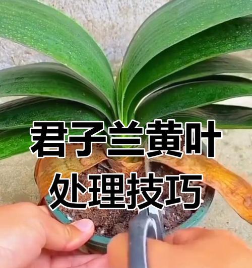 君子兰外面叶子能剪吗？正确的修剪方法是什么？