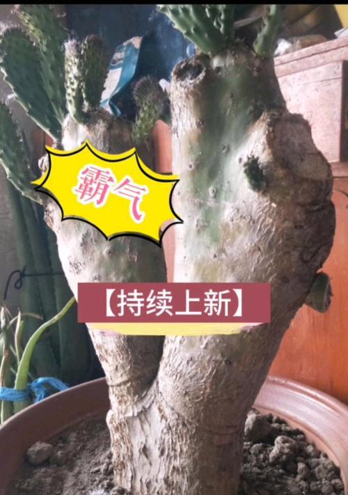 盆栽仙人掌冬季如何养护？浇水需要注意什么？